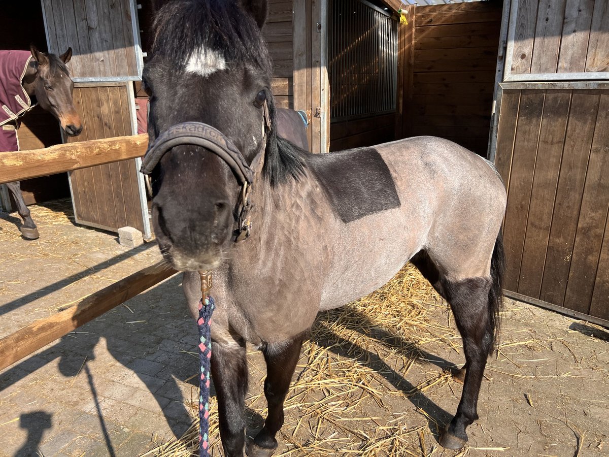 Andra raser Valack 5 år 127 cm Svart in Löningen