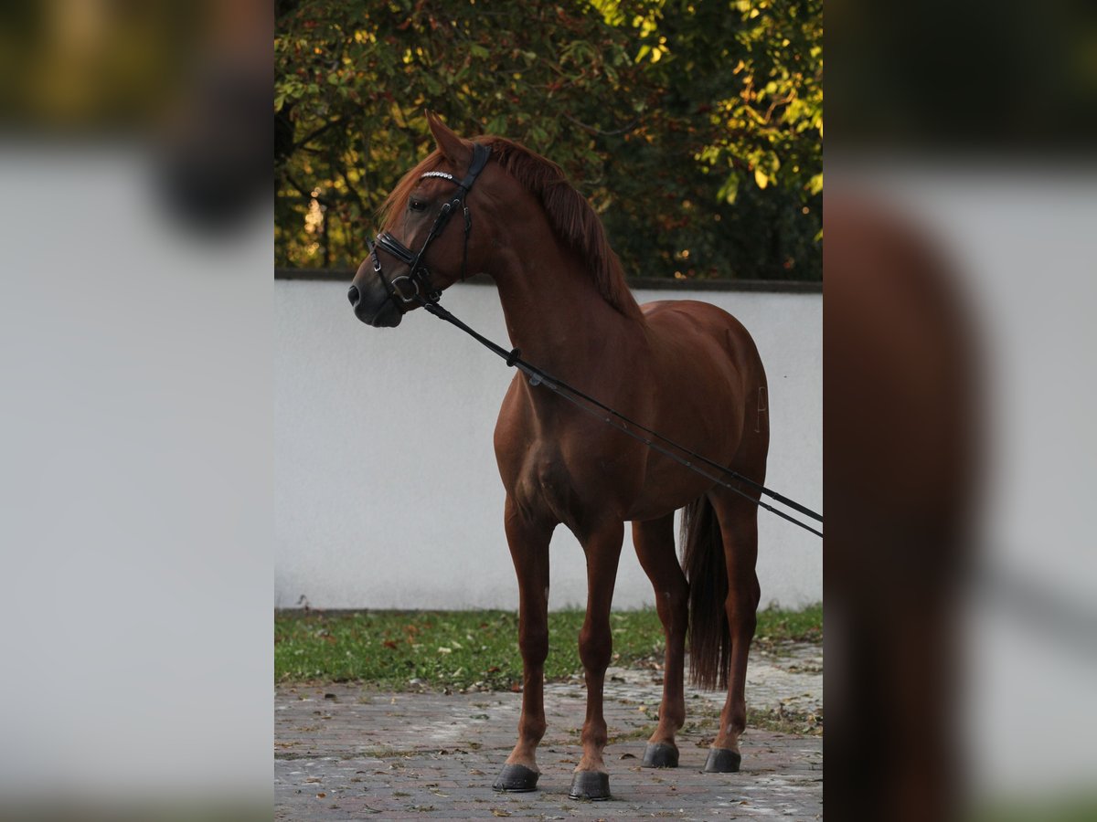 Andra raser Valack 5 år 157 cm fux in Schwäbisch Gmünd