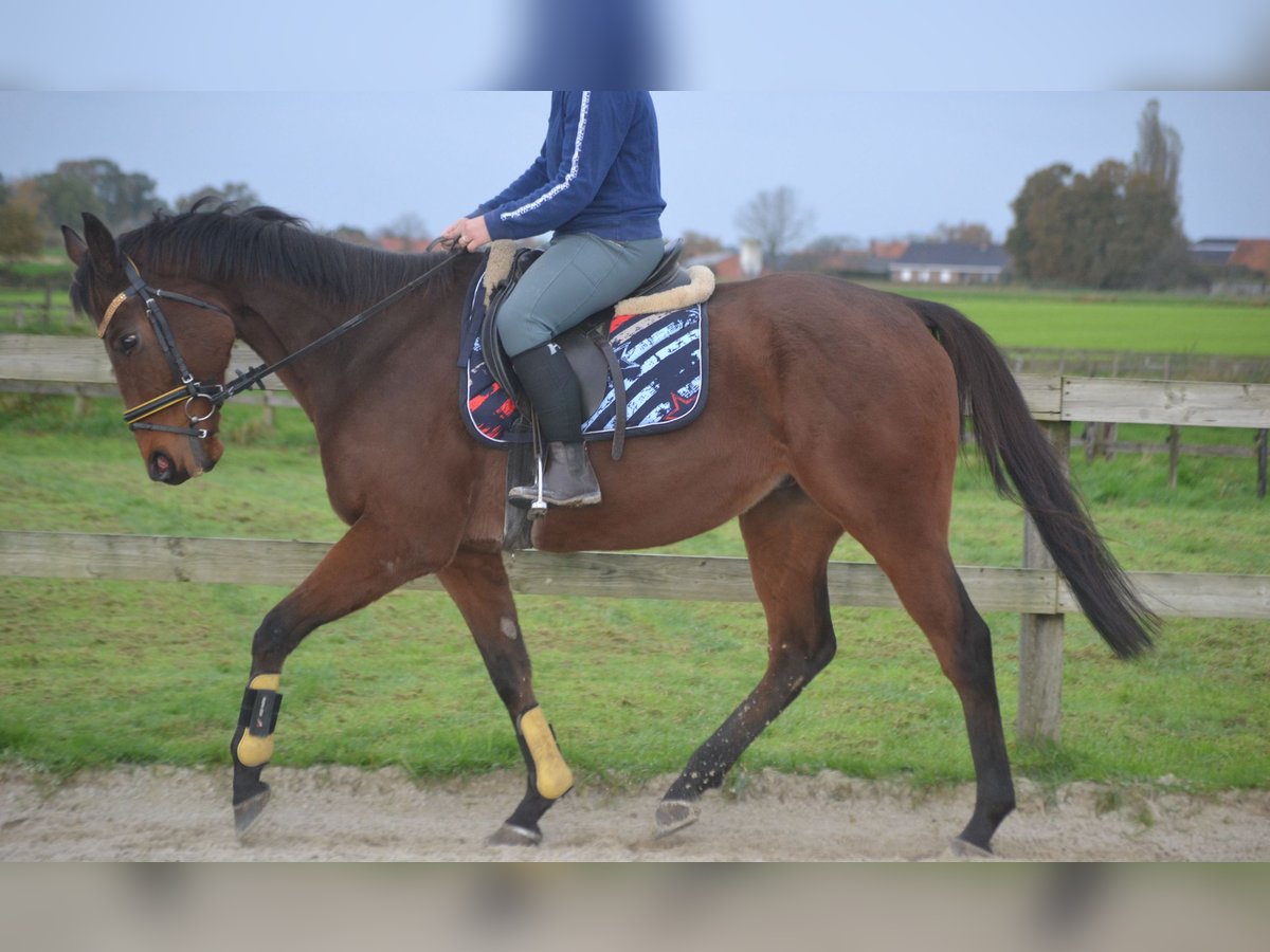 Andra raser Valack 5 år 162 cm Brun in Breda