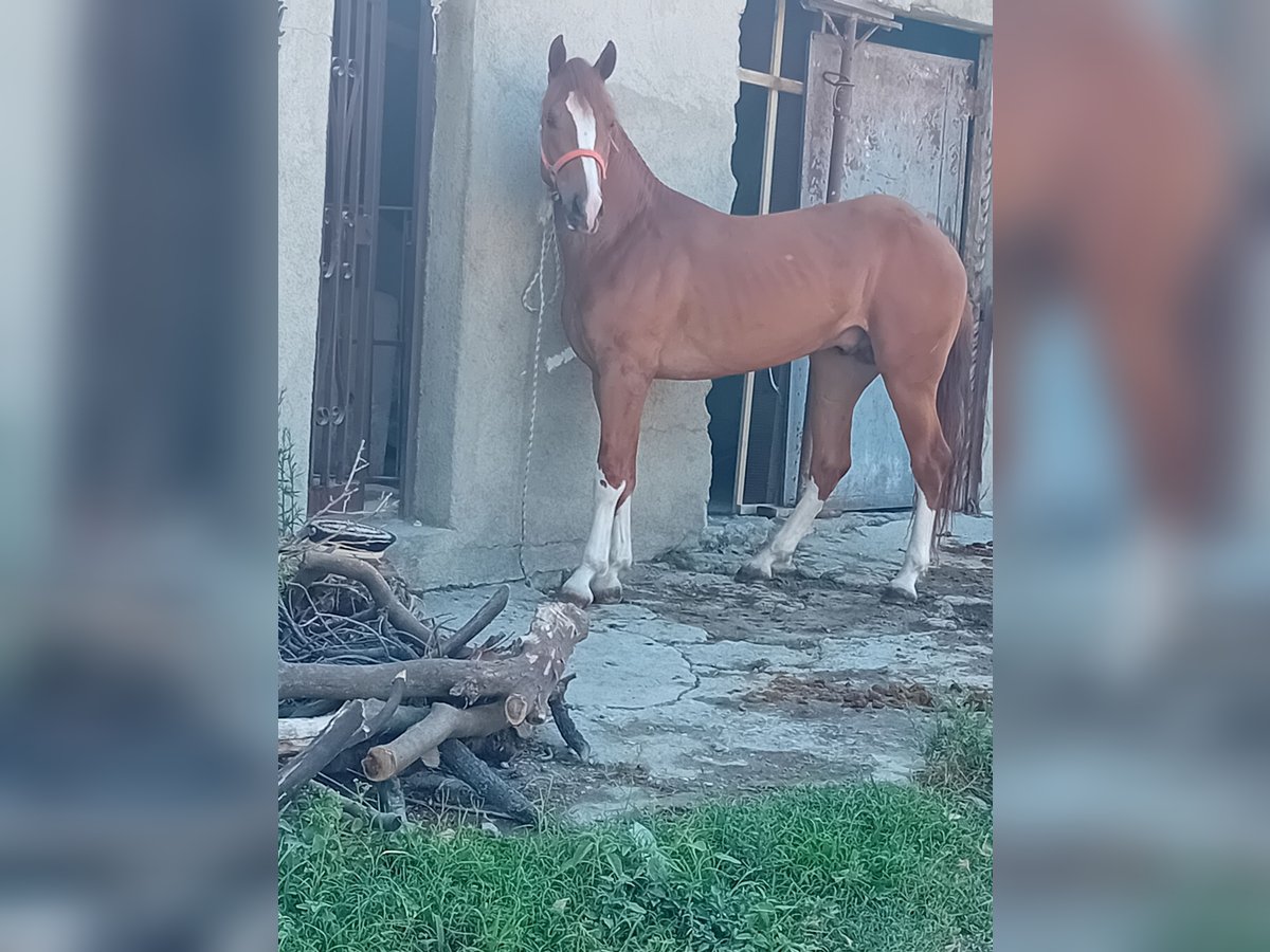 Andra tunga hästar Hingst 3 år 160 cm Fux in San Lorenzo marina