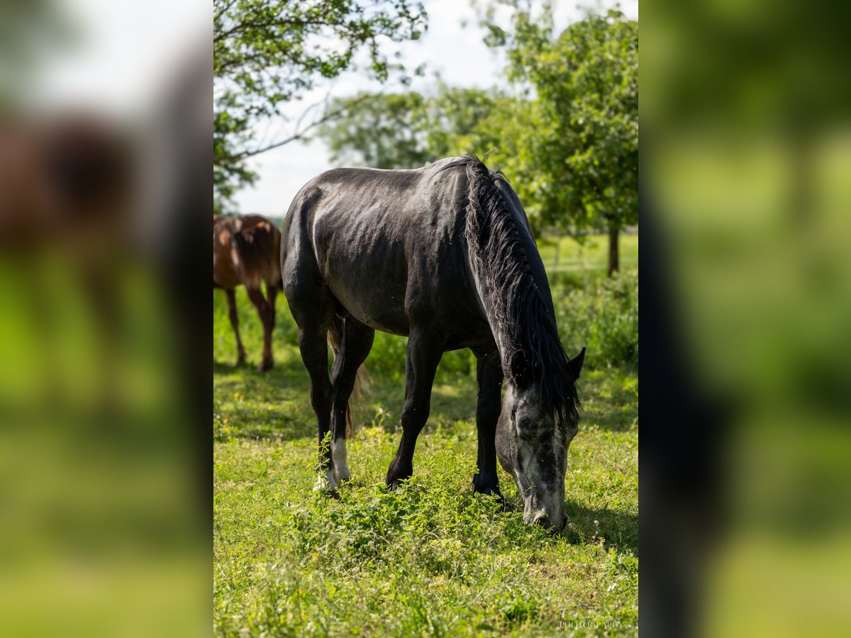 Andra tunga hästar Blandning Hingst 4 år 155 cm Gråskimmel in Staßfurt