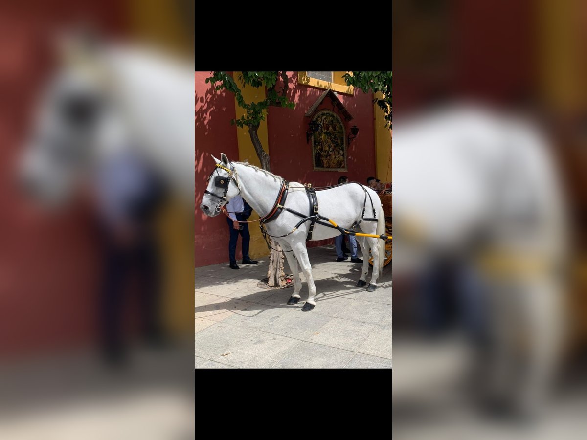 Andra tunga hästar Sto 10 år 163 cm Grå in Murcia