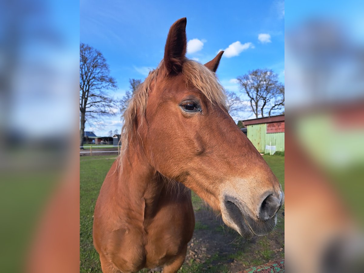 Andra tunga hästar Sto 13 år 150 cm in Königshügel