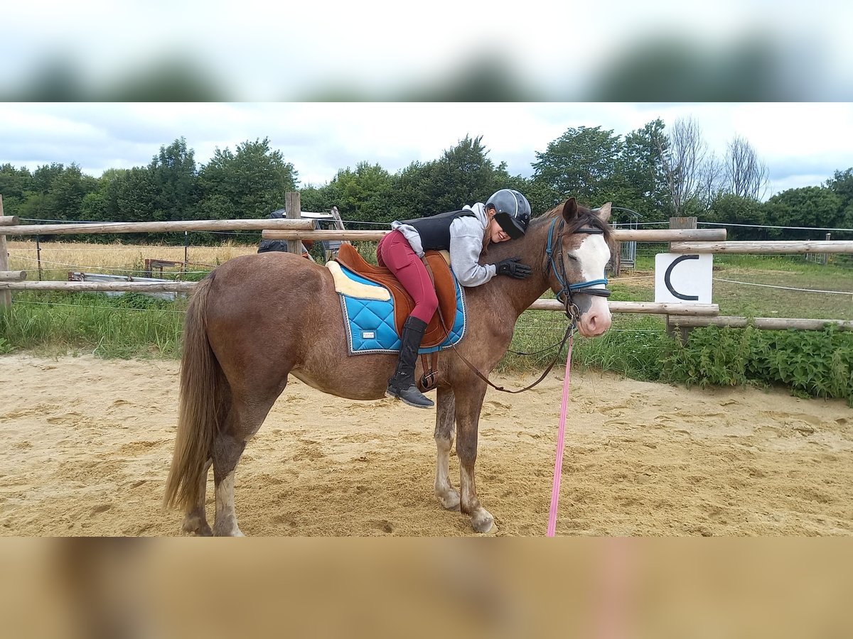 Andra tunga hästar Blandning Sto 3 år 148 cm Braunfalbschimmel in Gföhl