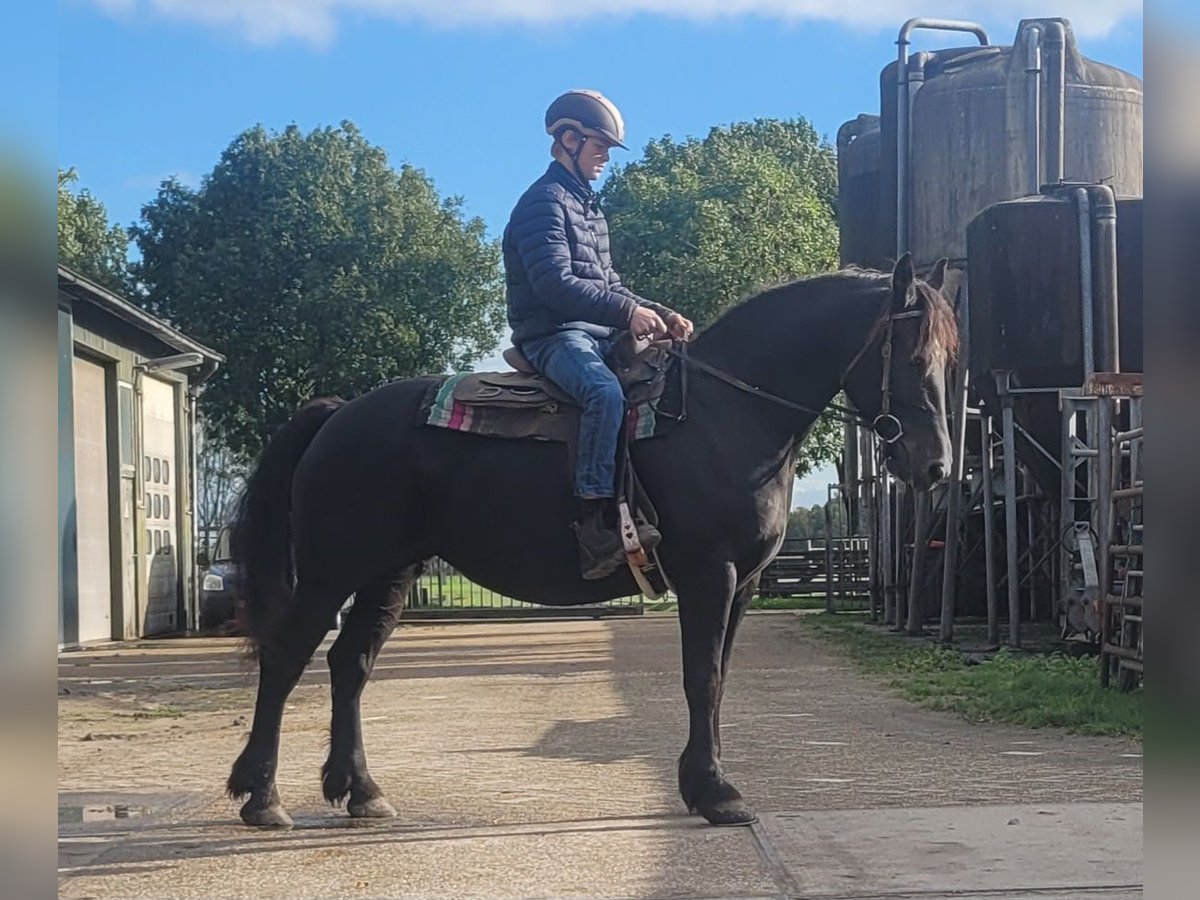 Andra tunga hästar Blandning Sto 6 år 158 cm Svart in Eemnes
