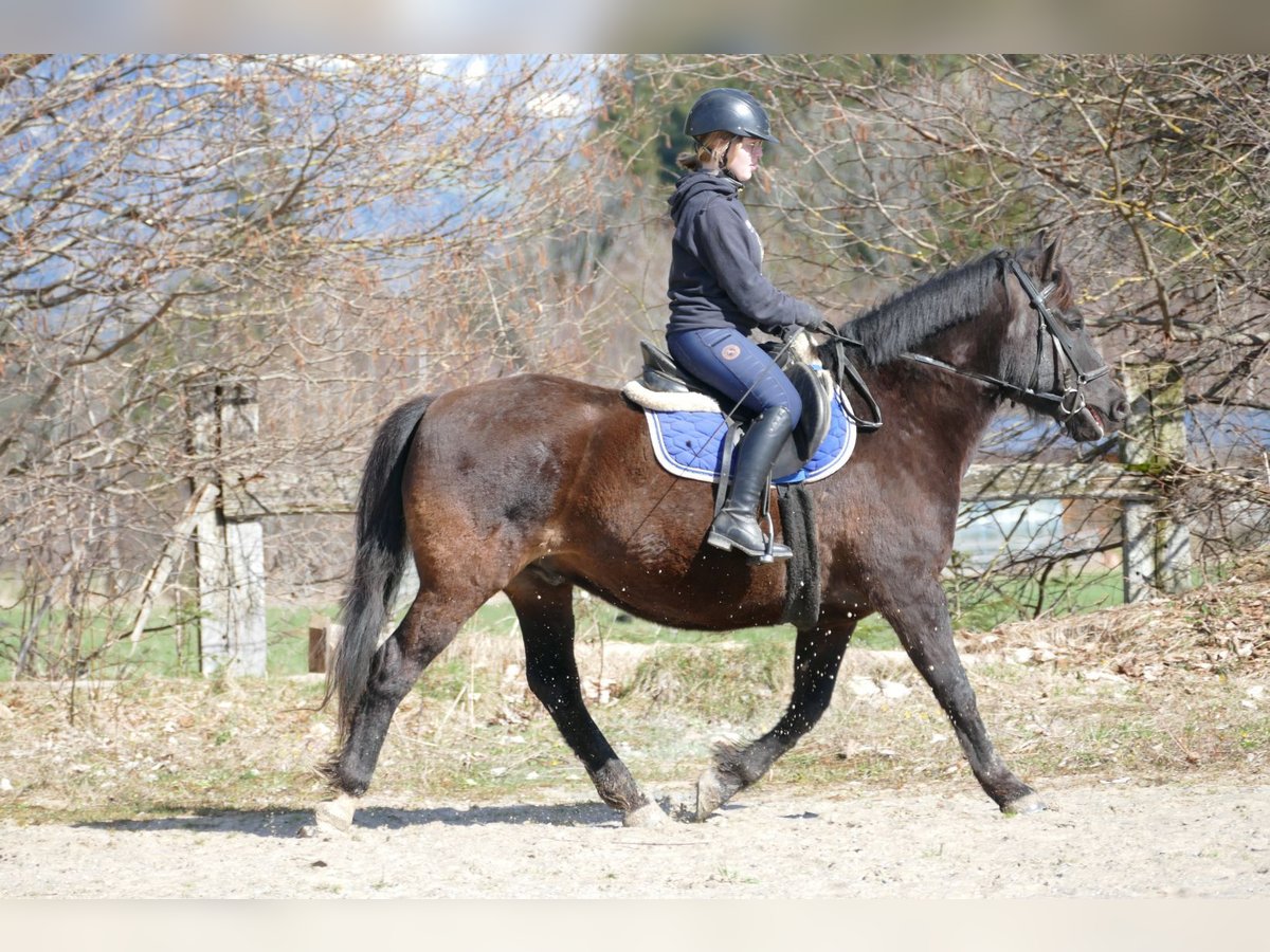 Andra tunga hästar Valack 6 år 149 cm Mörkbrun in Ramsau