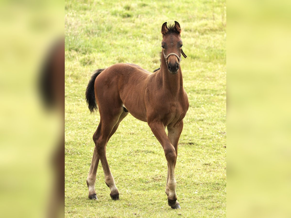 Andra varmblod Hingst Föl (05/2024) Brun in Werl