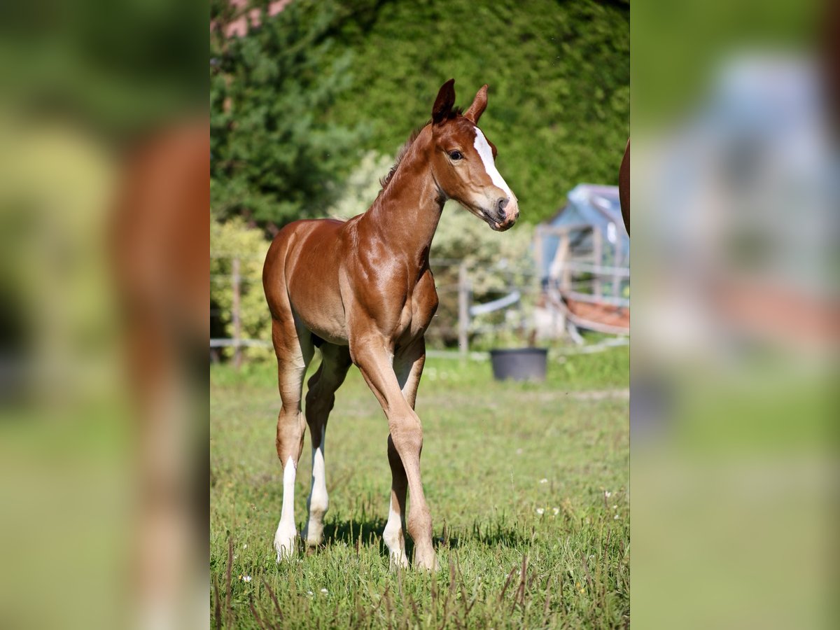 Andra varmblod Hingst Föl (07/2024) fux in Orimattila