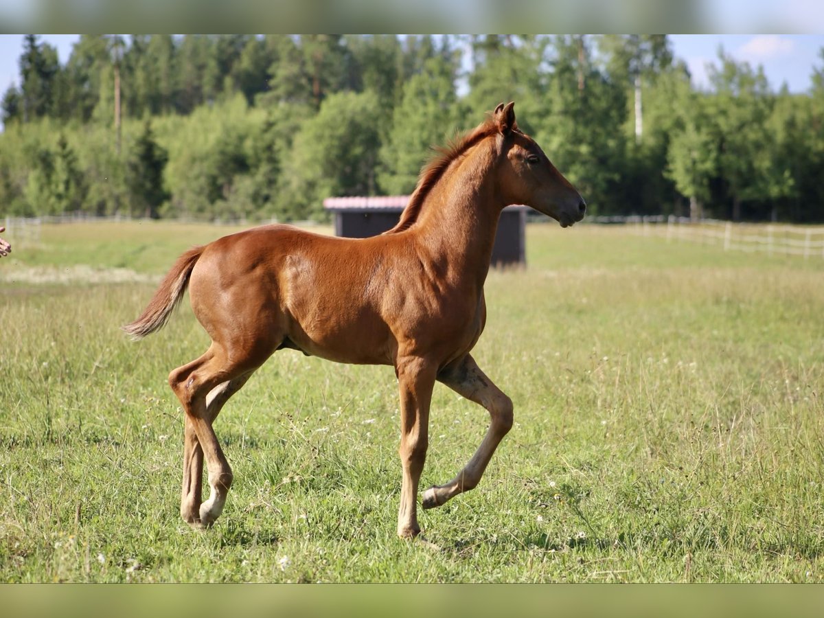 Andra varmblod Hingst Föl (05/2024) fux in Orimattila