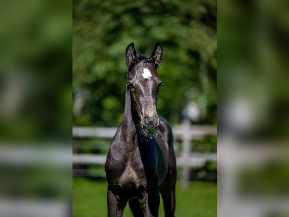 Andra varmblod Hingst Föl (06/2024) Mörkbrun in Waddinxveen