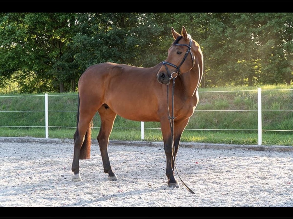 Andra varmblod Sto 15 år 169 cm Brun in Niedźwiedź