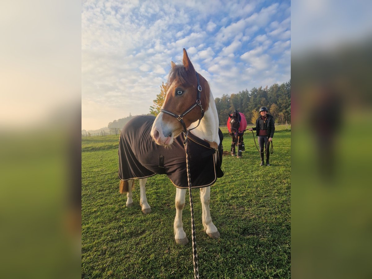 Andra varmblod Blandning Sto 6 år 150 cm Pinto in Aichach