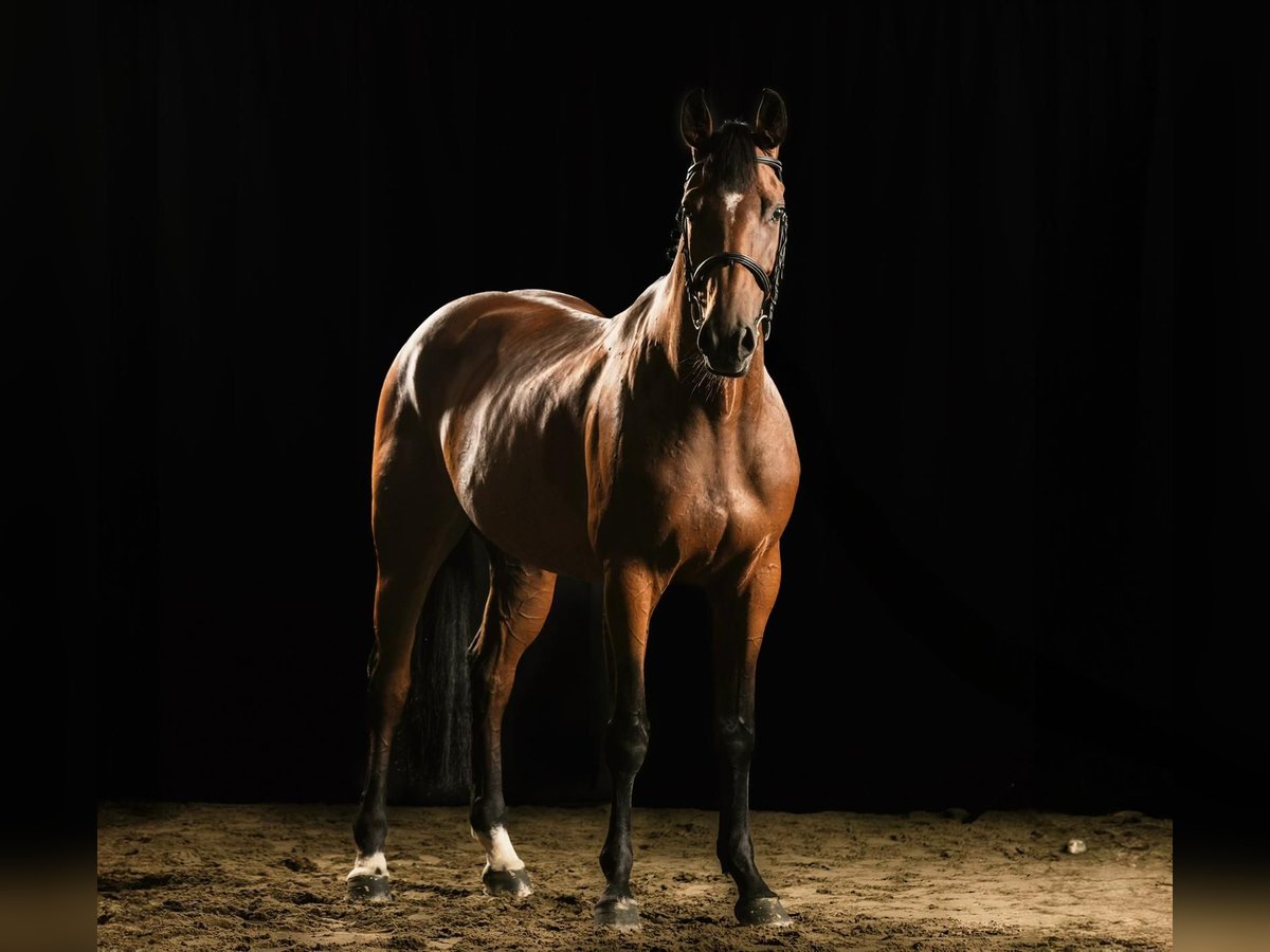 Andra varmblod Sto 7 år 163 cm Brun in GROTE-BROGEL