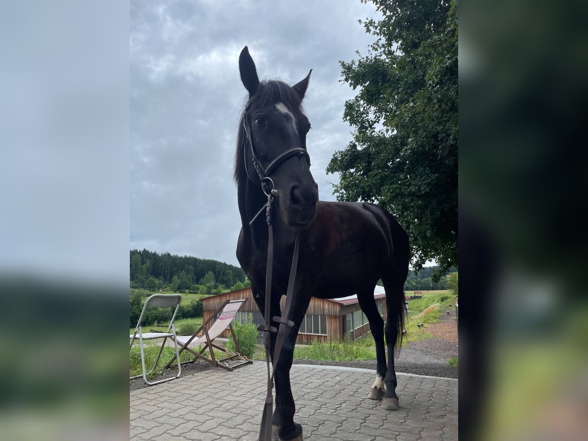 Andra varmblod Sto 7 år in Stainz