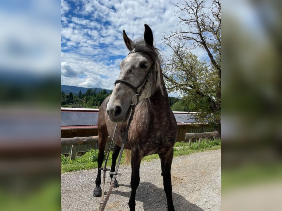 Andra varmblod Sto 8 år in Stainz