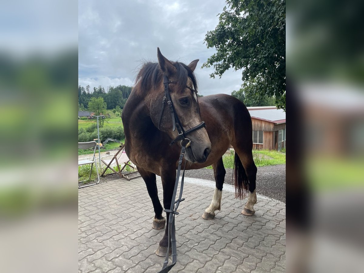 Andra varmblod Sto 8 år in Stainz