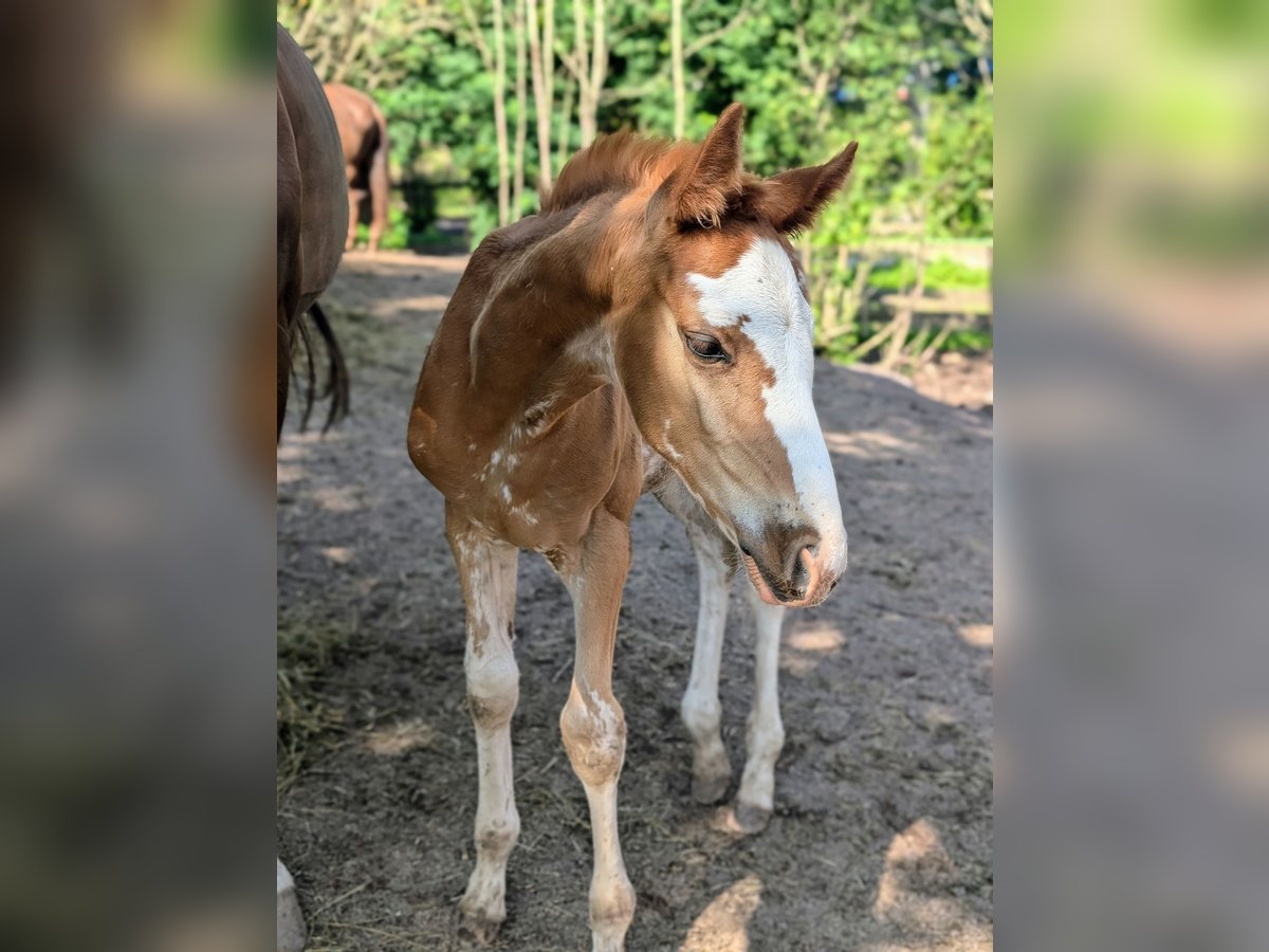 Andra varmblod Sto Föl (06/2024) 168 cm Sabino in Holmestrand