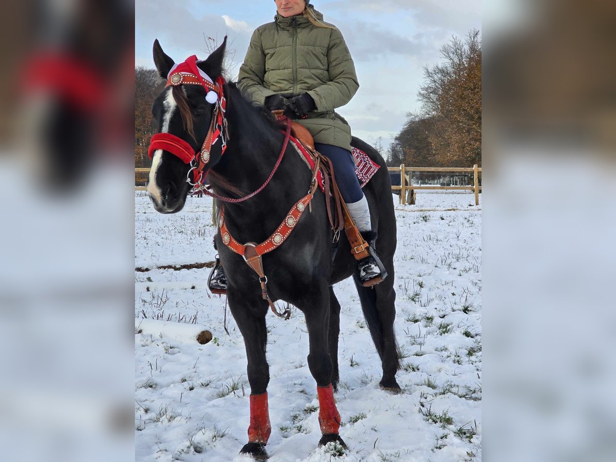 Andra varmblod Valack 10 år 162 cm Svart in Linkenbach