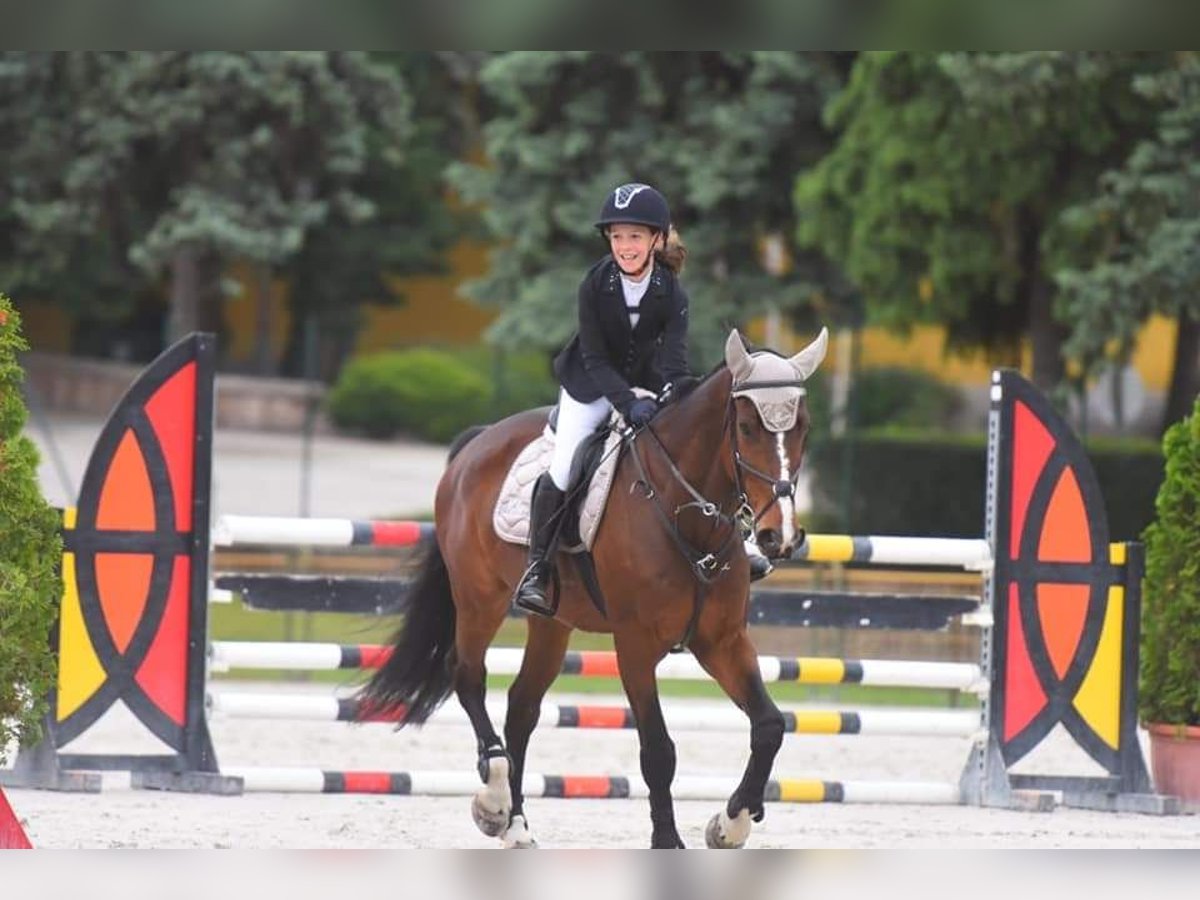 Andra varmblod Valack 12 år 168 cm Brun in Schattendorf