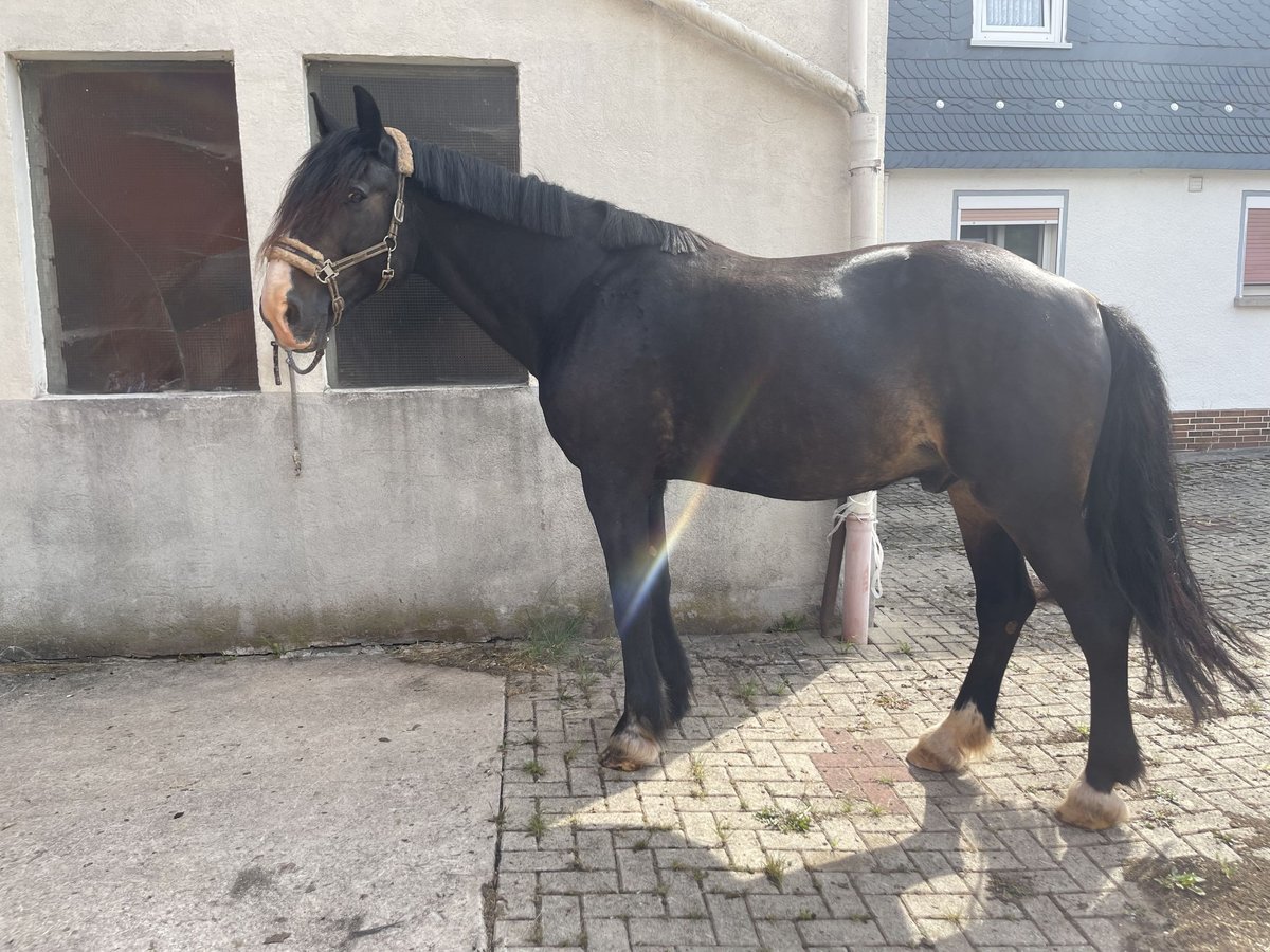 Andra varmblod Blandning Valack 17 år 172 cm Svart in Battenberg (Eder)