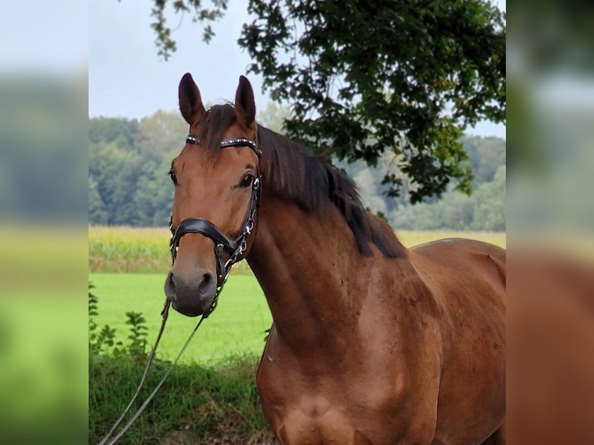 Andra varmblod Valack 3 år 175 cm in Warendorf