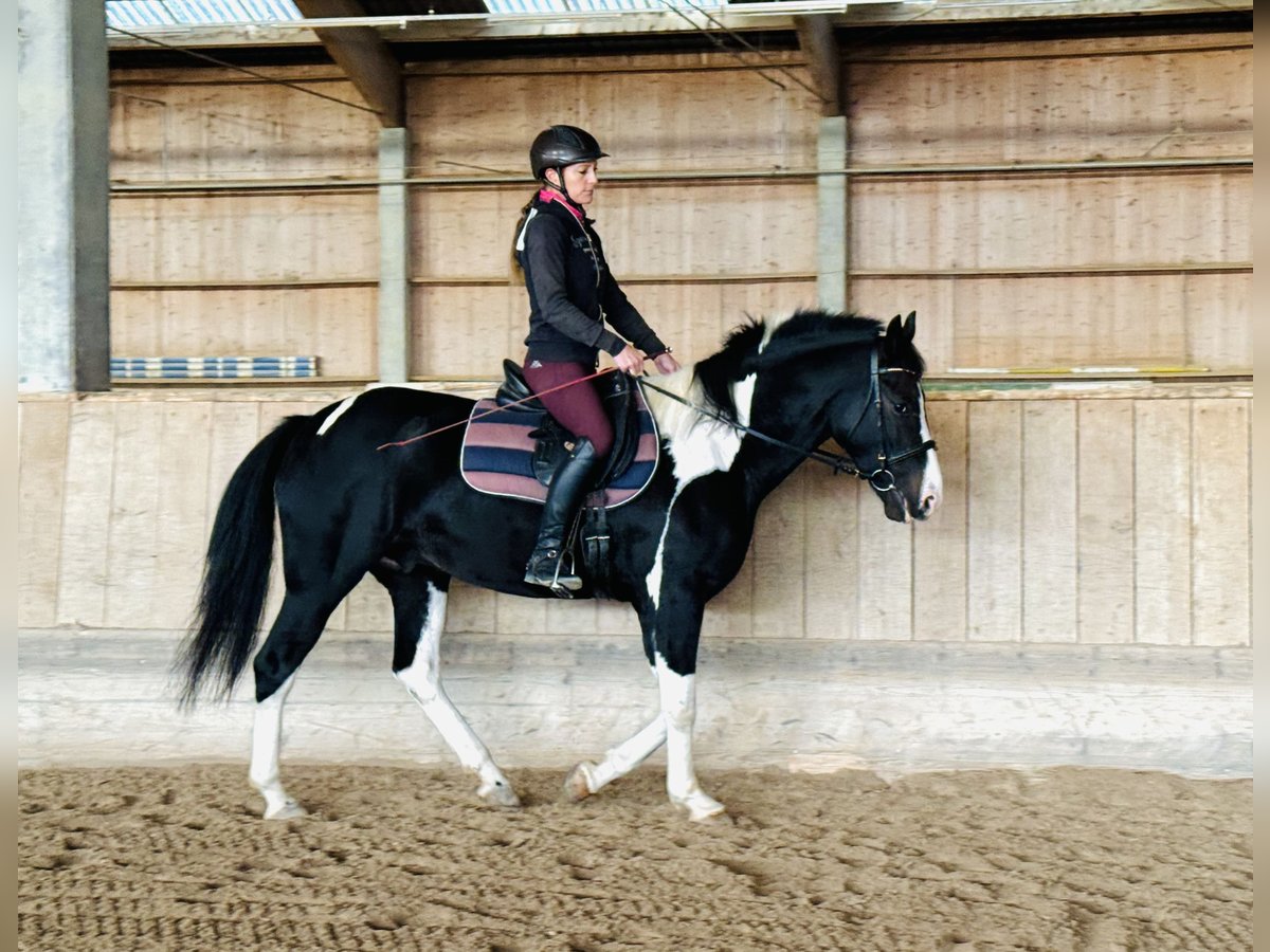 Andra varmblod Valack 4 år 160 cm Pinto in Ampflwang