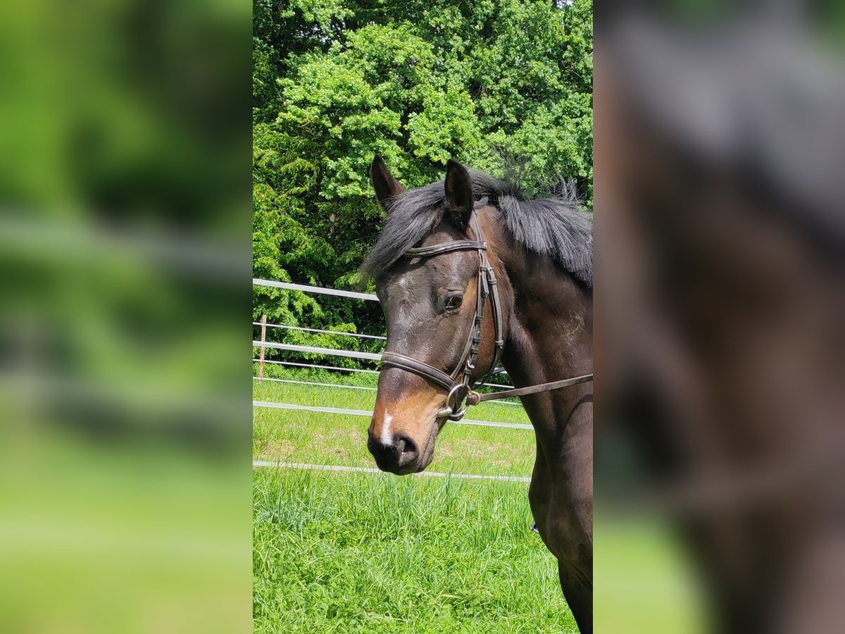 Andra varmblod Valack 4 år 165 cm Mörkbrun in Tillmitsch Rechts der Laßnitz