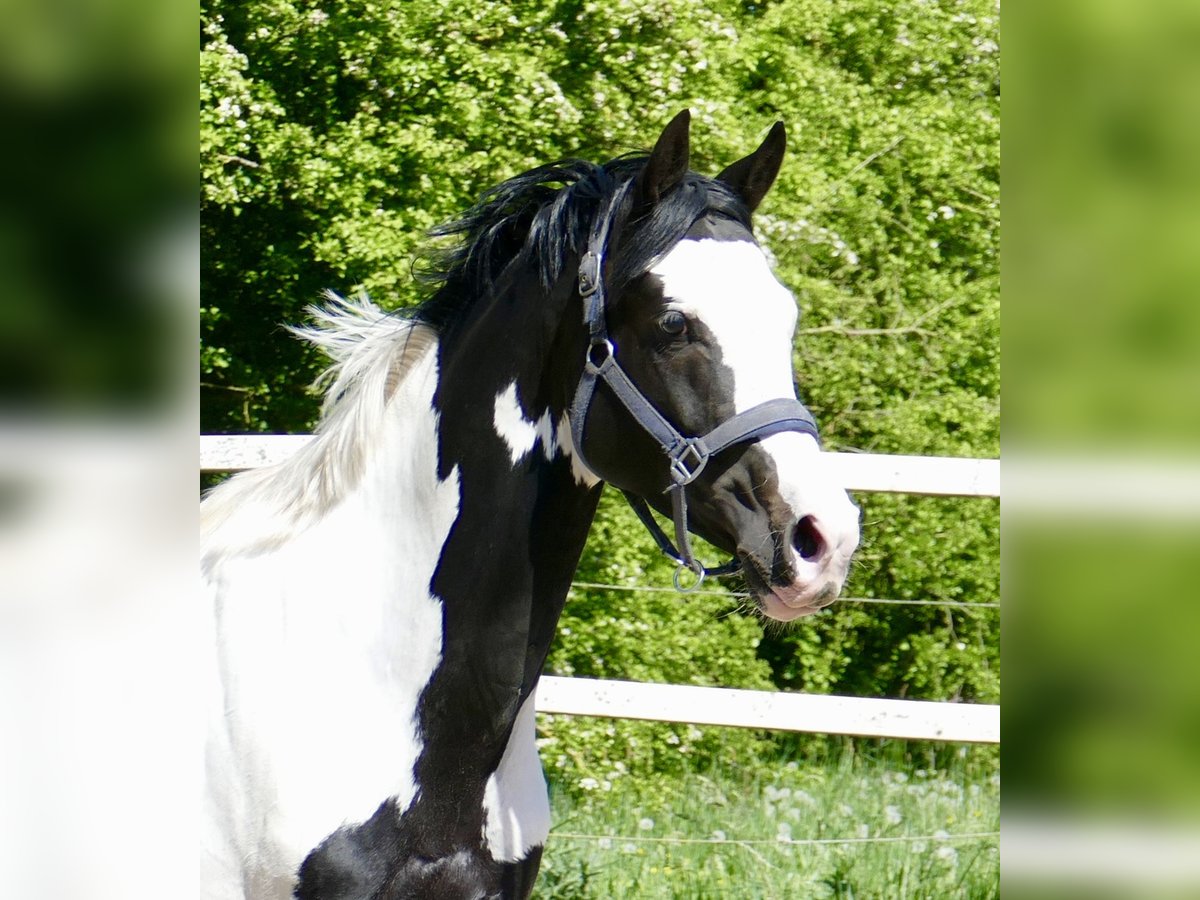 Andra varmblod Valack 4 år 168 cm Pinto in Borgentreich