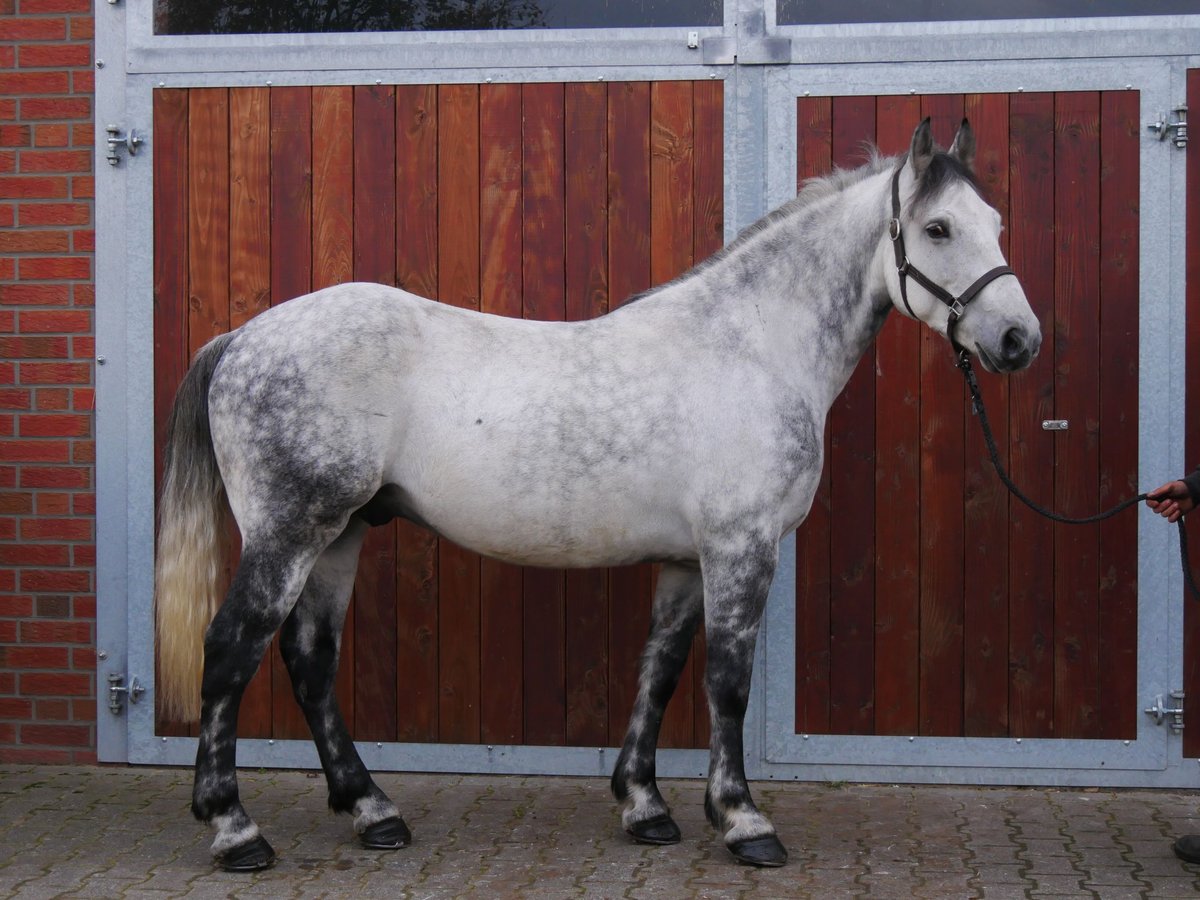 Andra varmblod Blandning Valack 5 år 155 cm in Dorsten