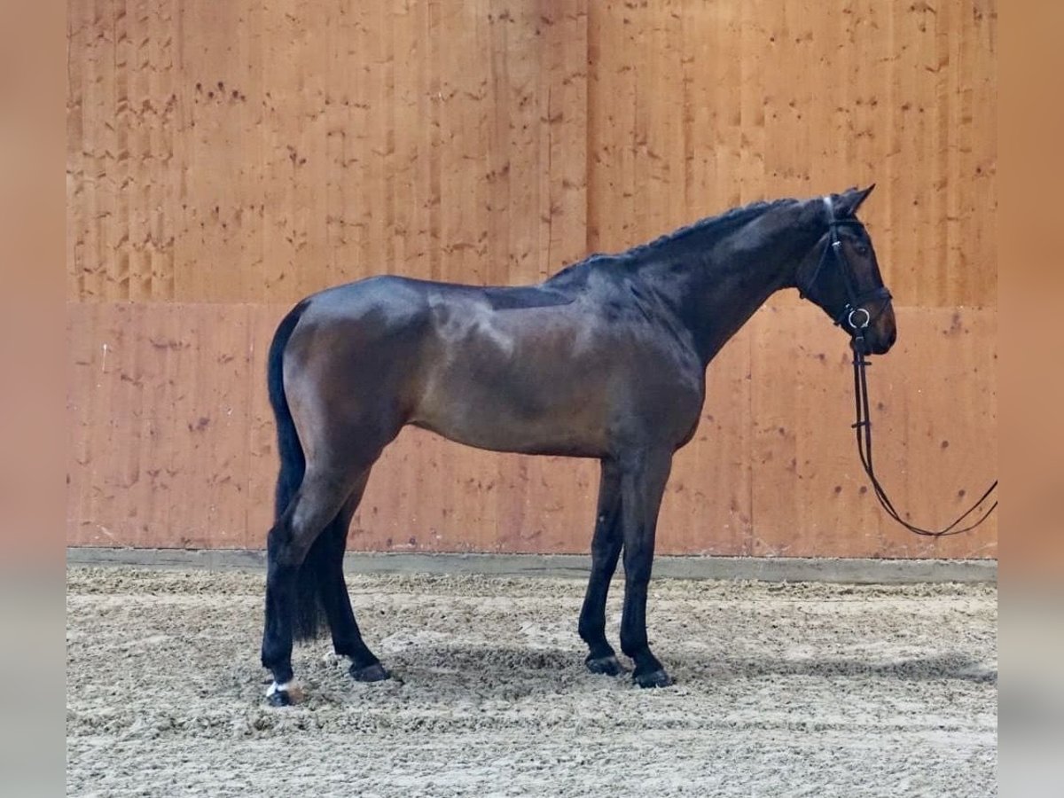 Andra varmblod Valack 7 år 174 cm Brun in Schömberg