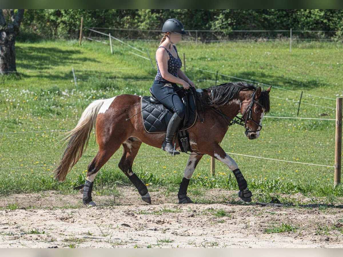 Andra varmblod Blandning Valack 8 år 146 cm Pinto in Oderberg