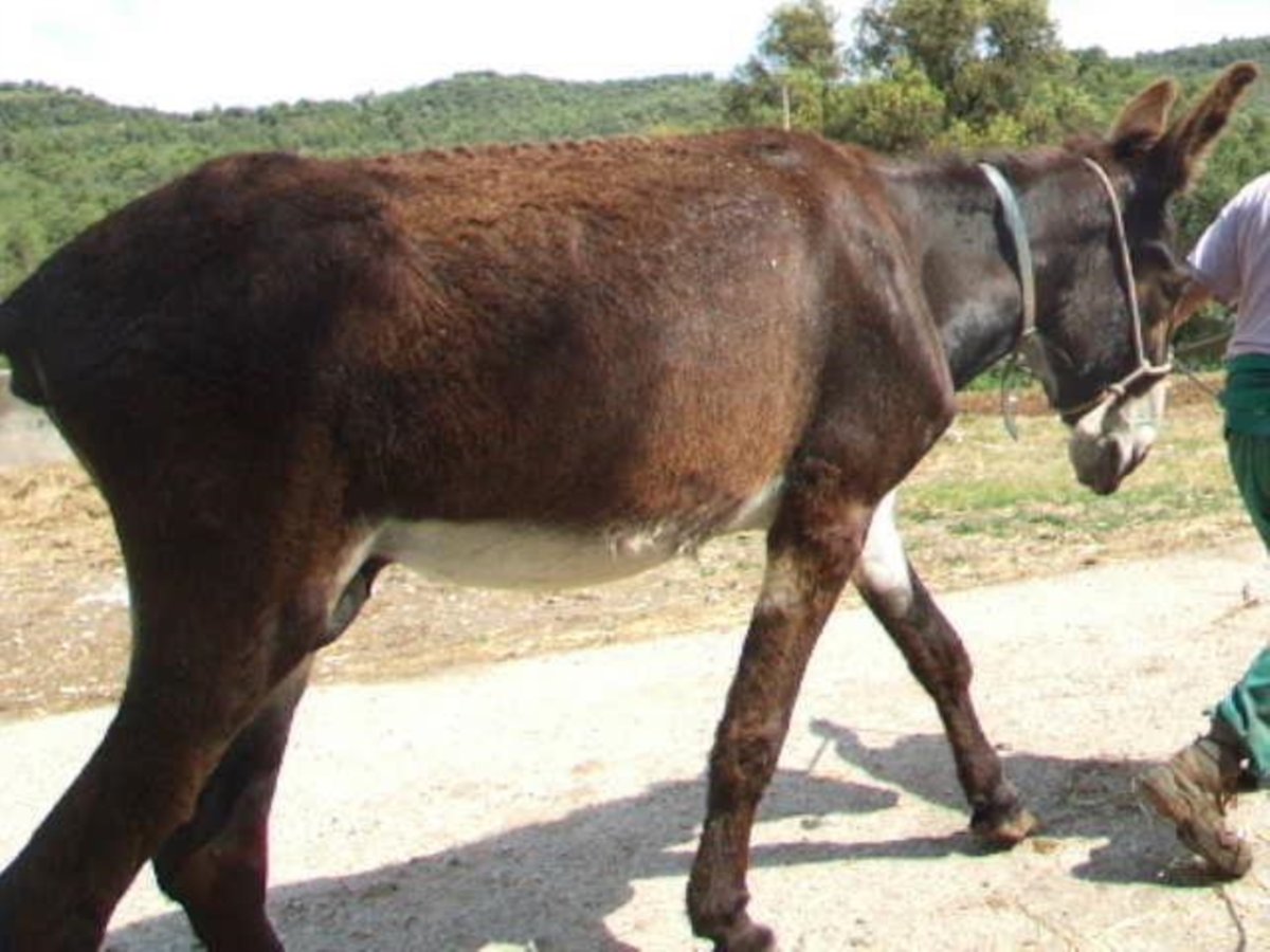 Âne Étalon 17 Ans 152 cm Bai brun in BERGA, BARCELONA