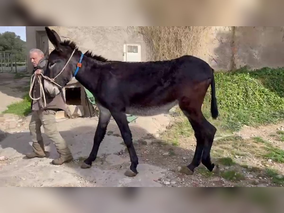 Âne Étalon 2 Ans 151 cm Noir in berga