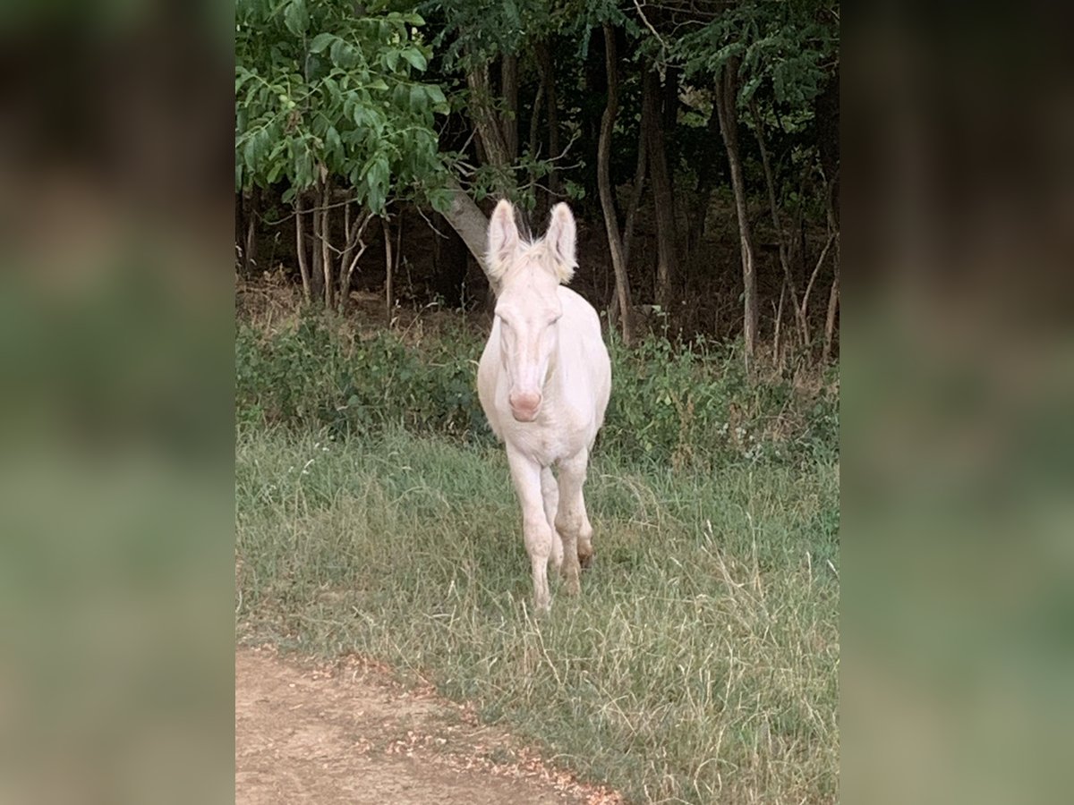 Âne Étalon 3 Ans 125 cm Cremello in Salomvar