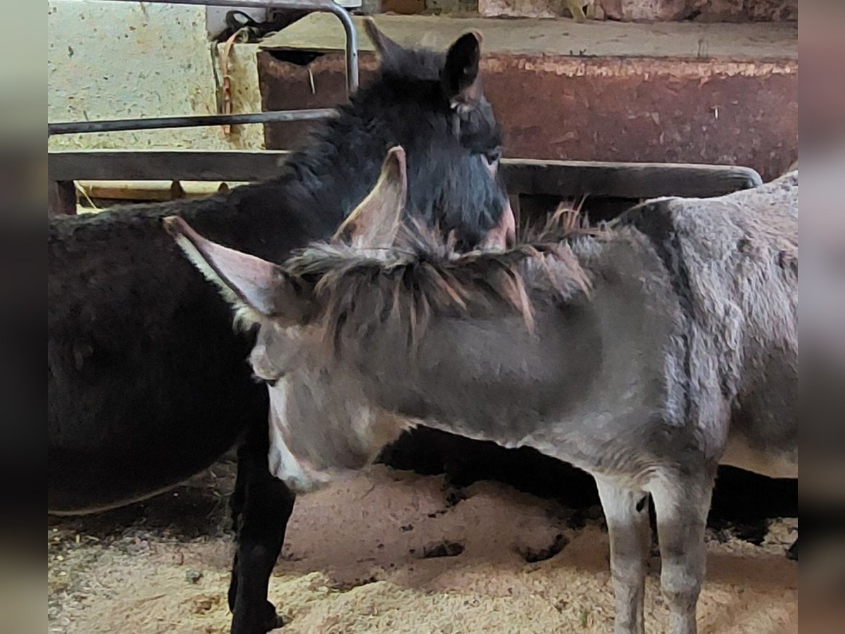 Âne Étalon 6 Ans 100 cm Bai brun in Reichenfels
