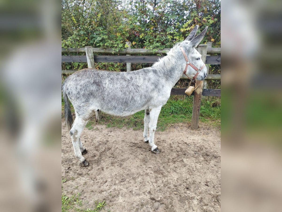 Âne Hongre 12 Ans 125 cm Gris moucheté in Soligny la trappe