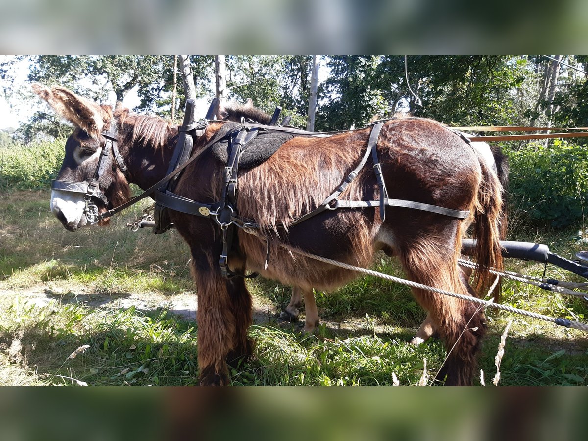 Âne Hongre 13 Ans 150 cm Bai brun in Herzfeld