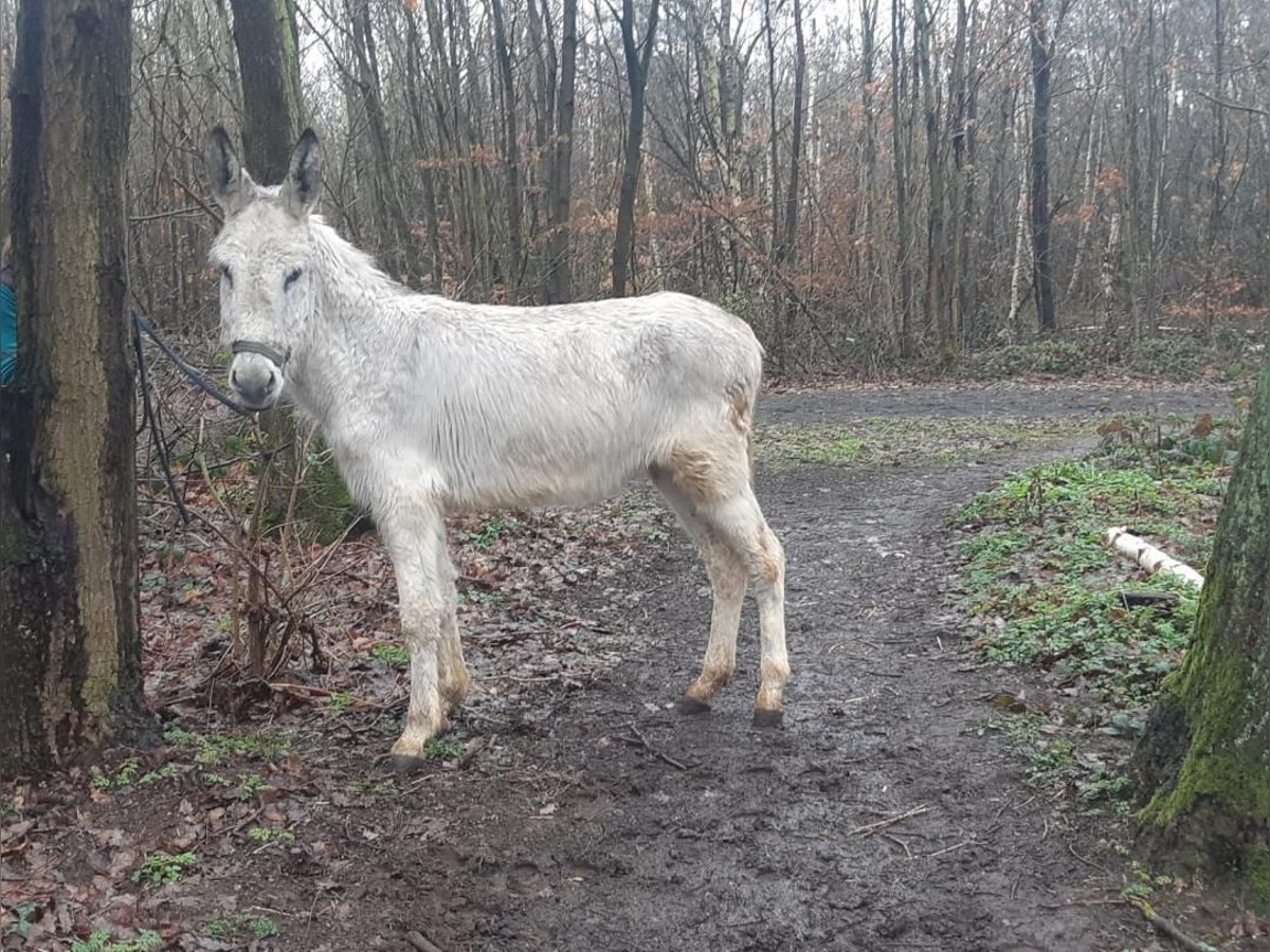 Âne Hongre 3 Ans 135 cm Gris in Euskirchen