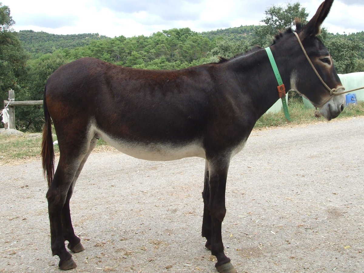 Âne Jument 11 Ans 145 cm Noir in BERGA, BARCELONA