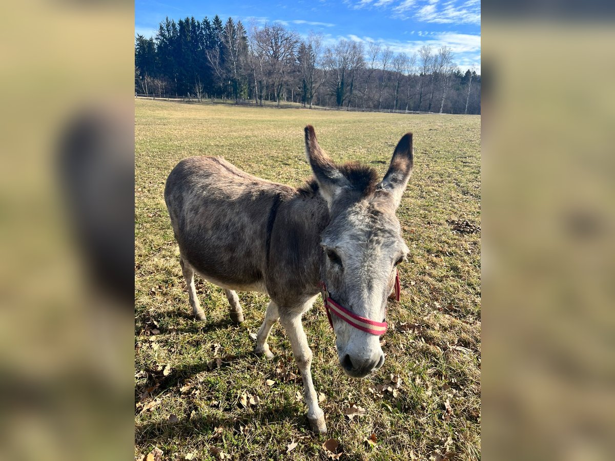 Âne Jument 16 Ans 105 cm Gris pommelé in Pähl