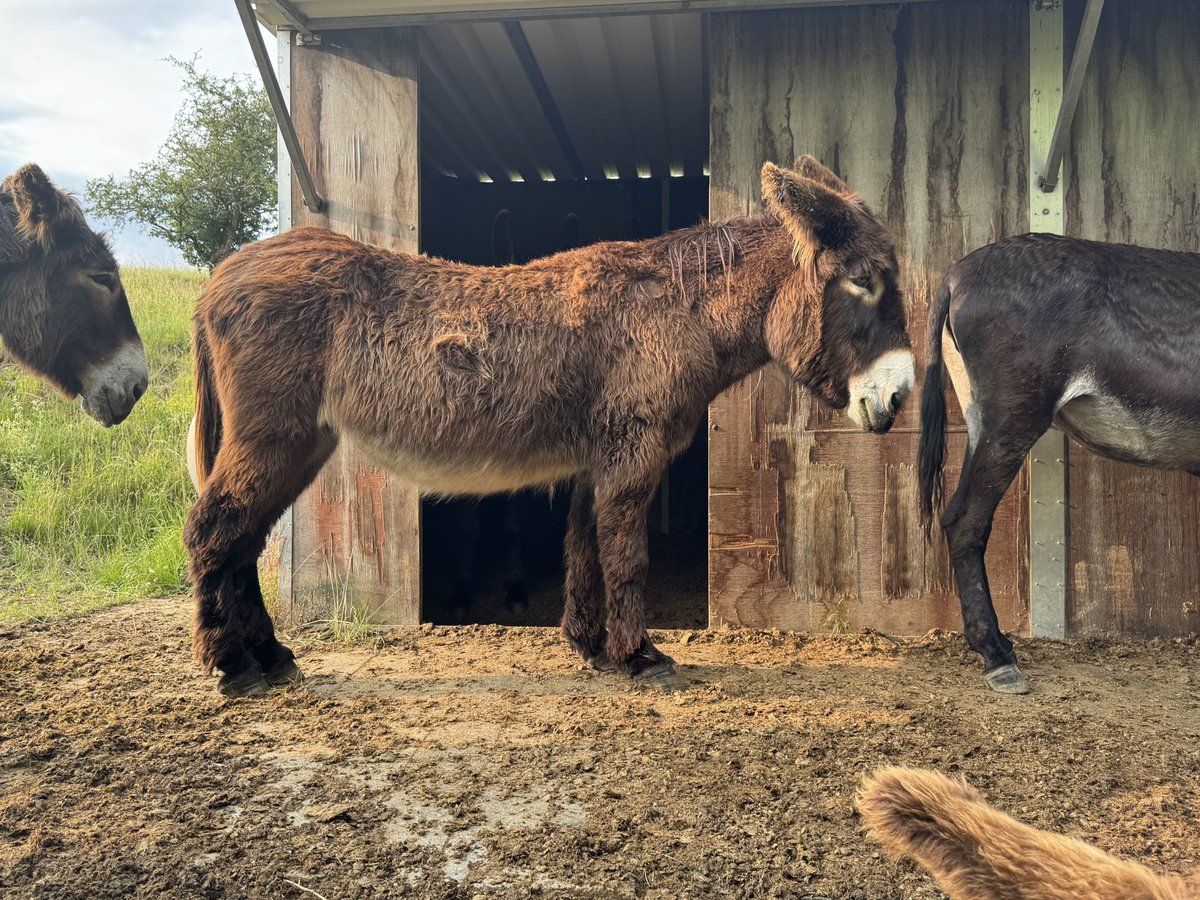 Âne Jument 17 Ans 152 cm Bai brun in Bornich