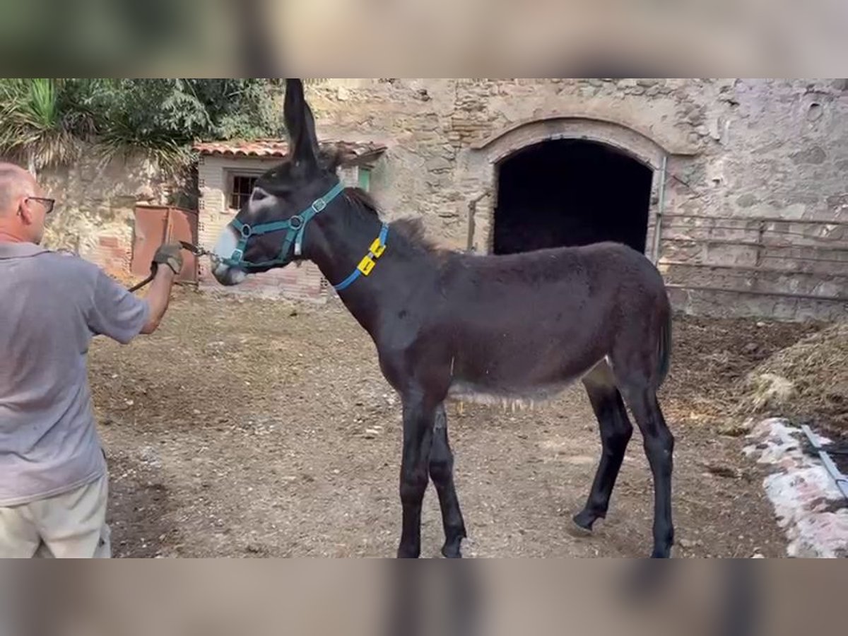 Âne Jument 1 Année 140 cm Noir in BERGA, CATALUNYA