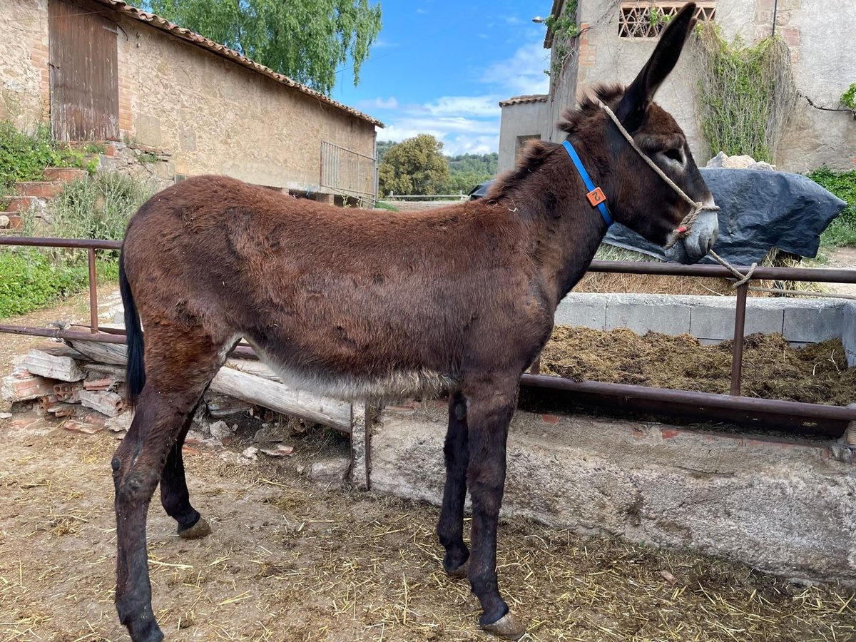 Âne Jument 1 Année 142 cm Noir in BERGA, BARCELONA