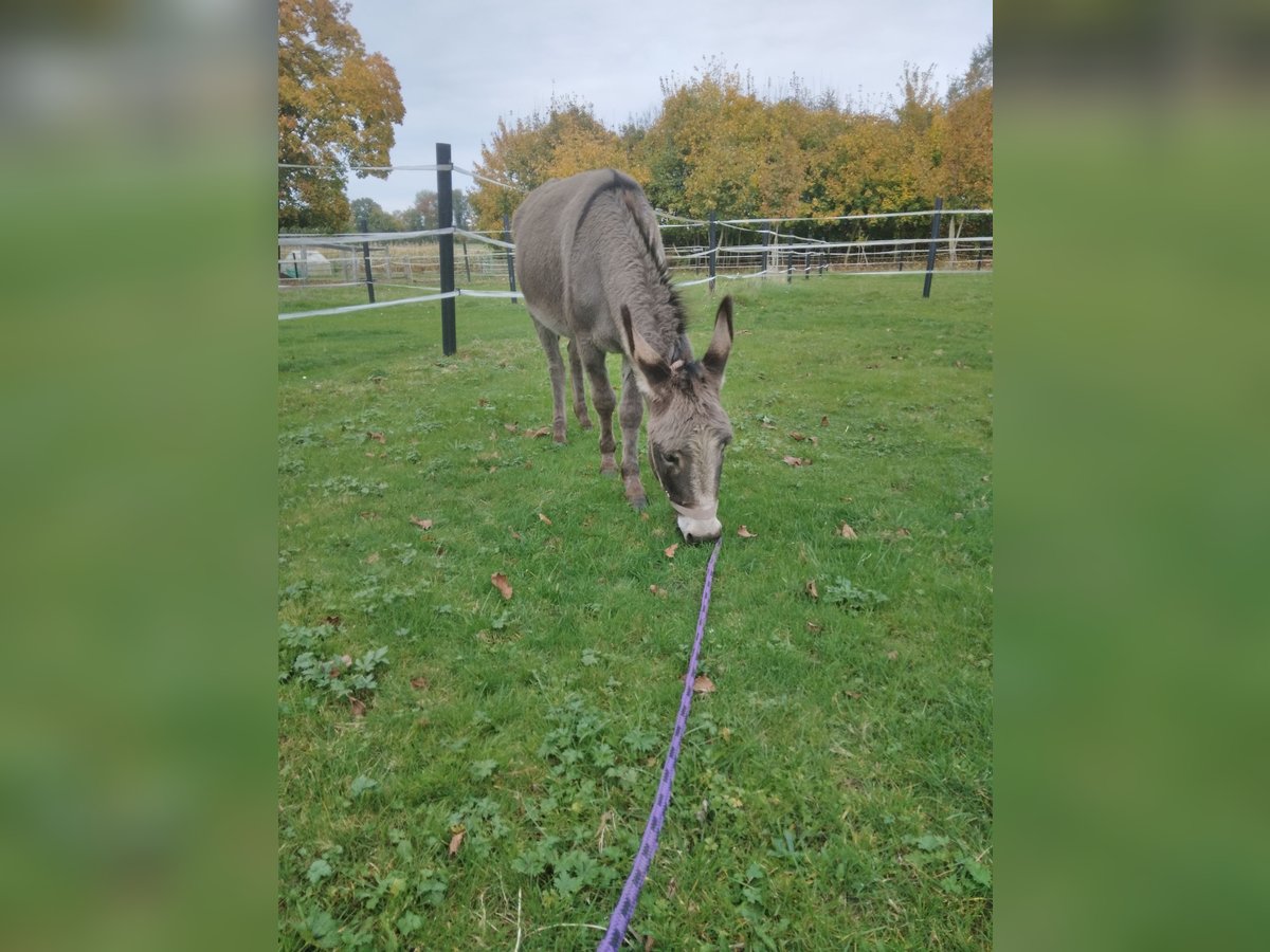 Âne Croisé Jument 3 Ans 120 cm Rouan bleu in Bad Oeynhausen