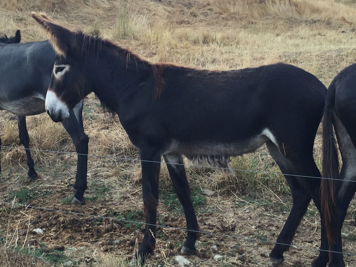 Âne Jument 3 Ans 138 cm Bai brun in Bornich