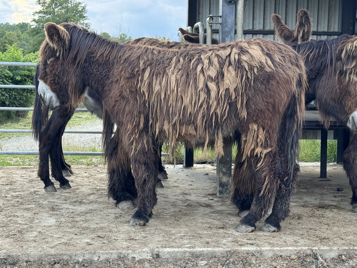 Âne Jument 3 Ans 140 cm Bai in Bornich