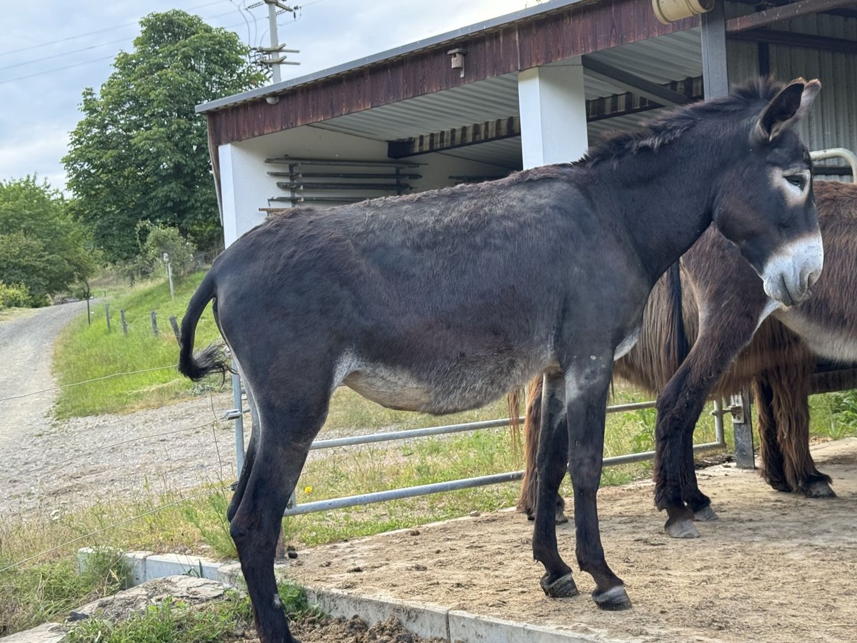 Âne Jument 4 Ans 130 cm Bai brun in Bornich