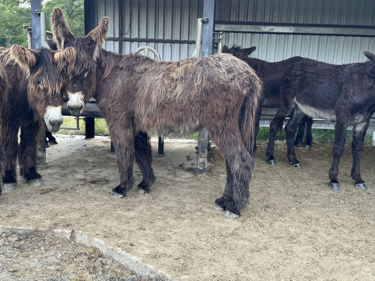 Âne Jument 4 Ans 140 cm Bai in Bornich