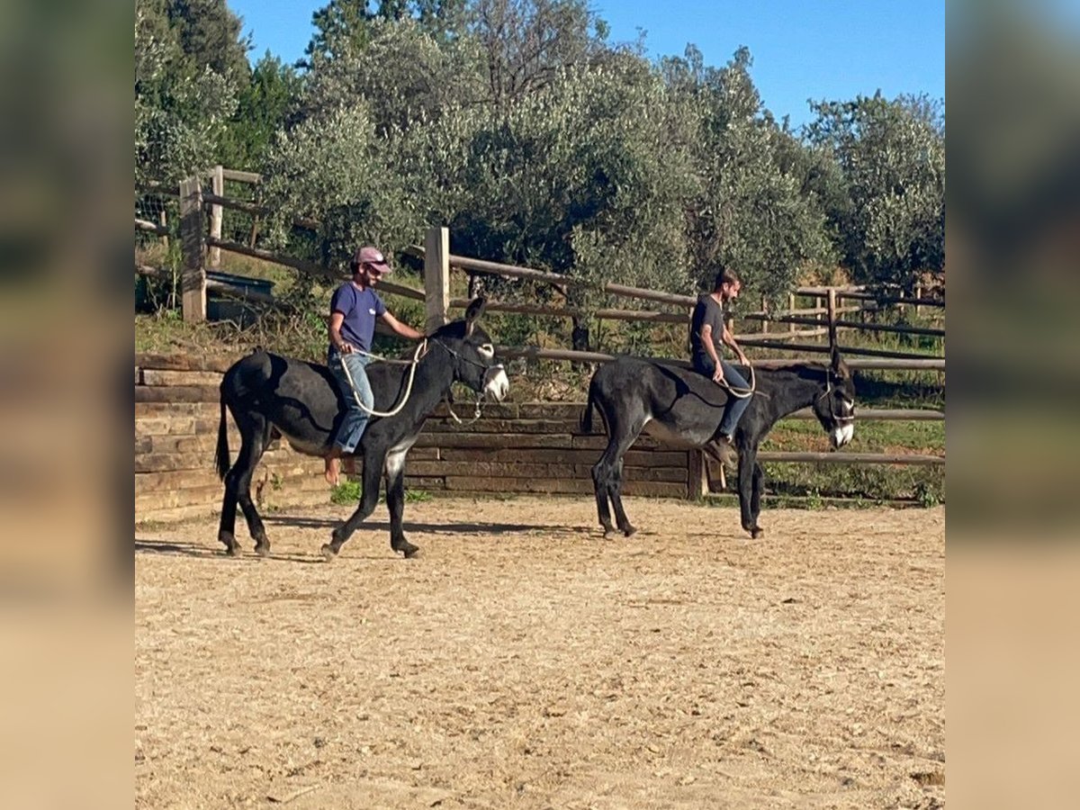 Âne Jument 4 Ans 151 cm Noir in BERGA, BARCELONA
