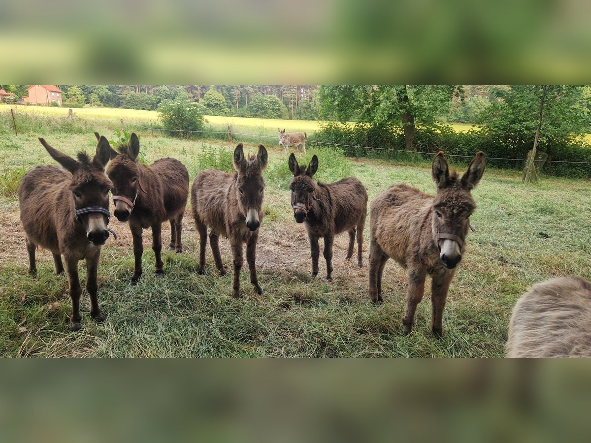 Âne Jument 5 Ans 100 cm Bai in Reken